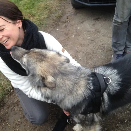 Toutes vos questions sur nos amis les chiens !